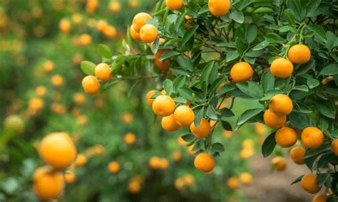portakal hangi iklimde yetişir